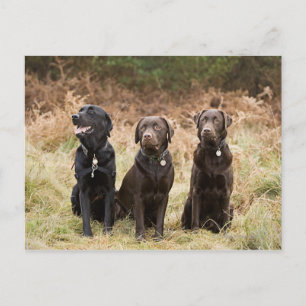 Tre Black Labrador-hämtare Vykort
