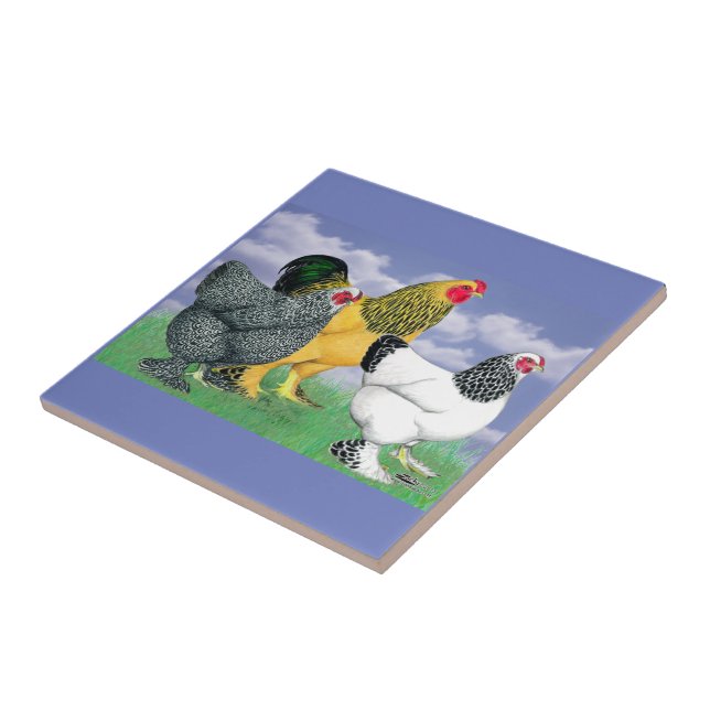 Tre Brahmas Kakelplatta (Sidan)