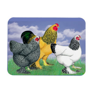 Tre Brahmas Magnet
