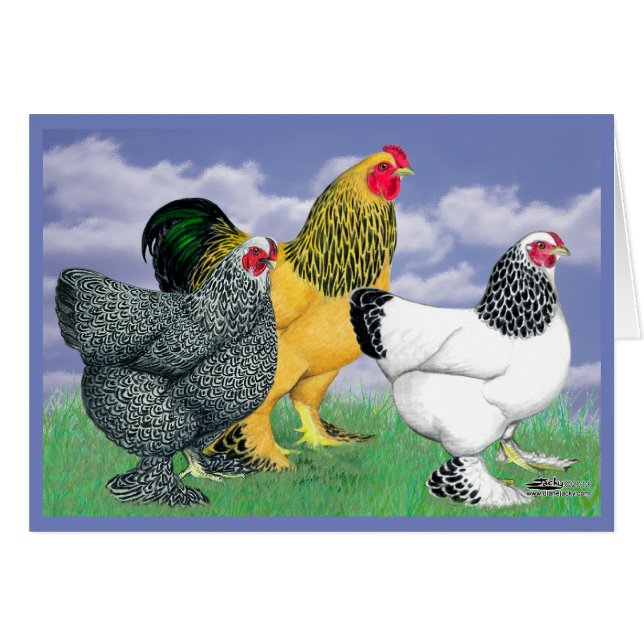 Tre Brahmas OBS Kort (Framsidan Horizontal)