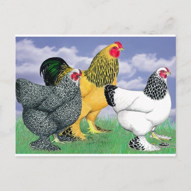 Tre Brahmas Vykort (Framsida)