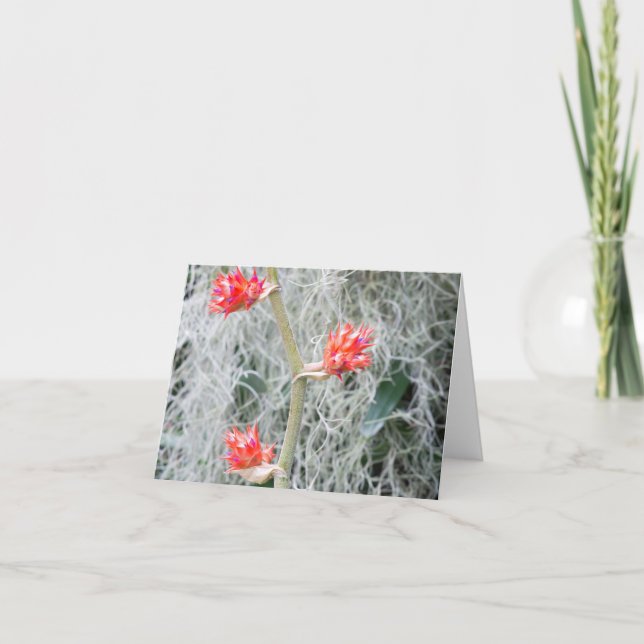 tre bromeliadblommor på stjälk tack kort (Framsida)