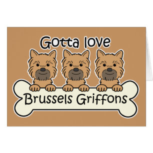 Tre Bryssel Griffons OBS Kort