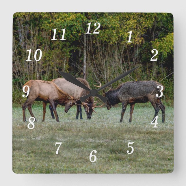 Tre Bull Elk Fight Wall Clock Fyrkantig Klocka (Framsida)