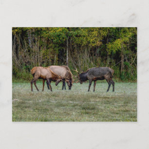 Tre Bull Elk Fighting Blank Postcard Vykort