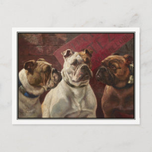 Tre Bulldog av Charles Boland Vykort
