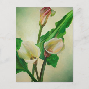Tre Calla Lilies Stunning Botanical Acrylic Vykort