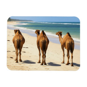 Tre Camels på stranden i Mombasa Kenya Magnet