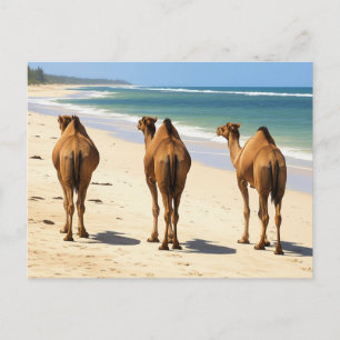 Tre Camels på stranden i Mombasa Kenya Vykort