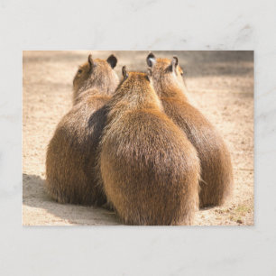 Tre Capybara Vykort
