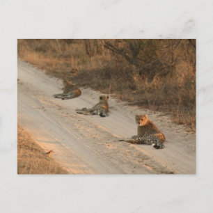 Tre Cheetahs på Dirt Road vid Sunrise - vykort