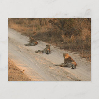 Tre Cheetahs på Dirt Road vid Sunrise - vykort
