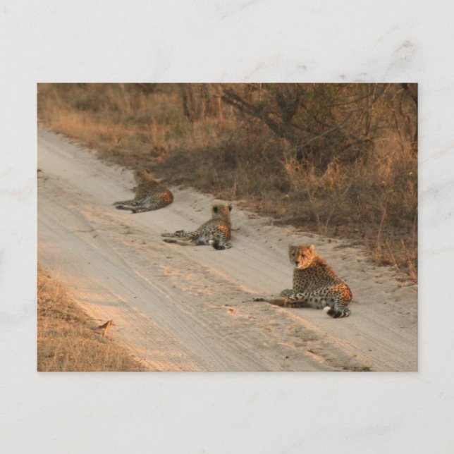 Tre Cheetahs på Dirt Road vid Sunrise - vykort (Framsida)