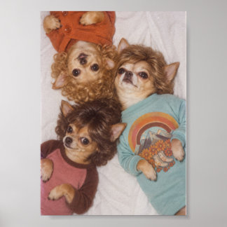 Tre Chihuahua-vänner med stor 1980-talsfrisyr Poster