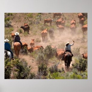 Tre cowboys och cowgirls som kör nötkreatur poster