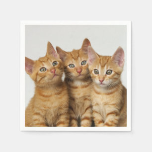 Tre Cute Ginger Cat Kittens Friends Head Photo/Fot Pappersservett