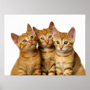 Tre Cute Ginger Cat Kittens Friends Head Photo - Poster
