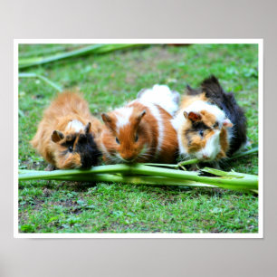Tre Cute Guinea-Grisar i en rad matselleri Poster