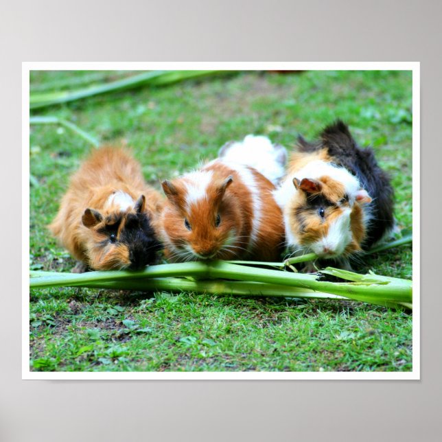 Tre Cute Guinea-Grisar i en rad matselleri Poster (Framsidan)