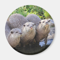 Tre cute Otters Wildlife Photography
