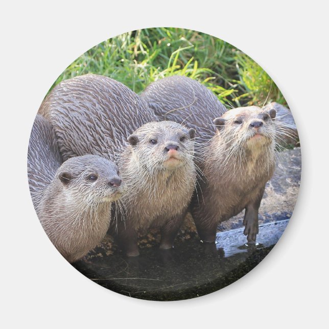 Tre cute Otters Wildlife Photography Magnet (Framsidan)