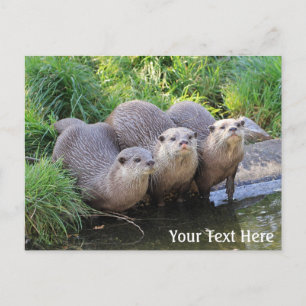 Tre cute Otters Wildlife Photography Vykort