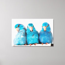 Tre delar av Pacific Blue Parrotlets Canvas Art