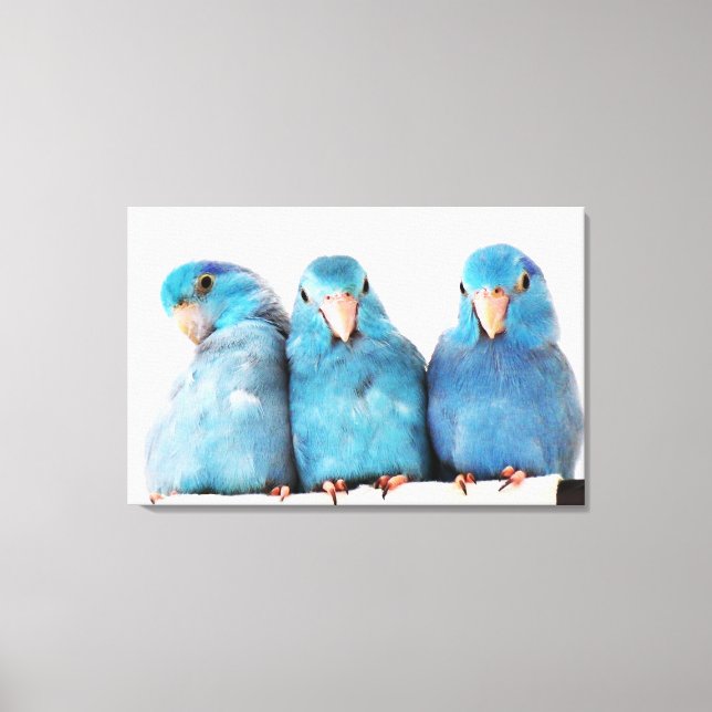 Tre delar av Pacific Blue Parrotlets Canvas Art (Framsida)