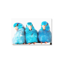 Tre delar av Pacific Blue Parrotlets Canvas Art