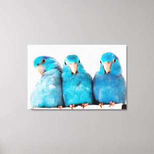 Tre delar av Pacific Blue Parrotlets Canvas Art