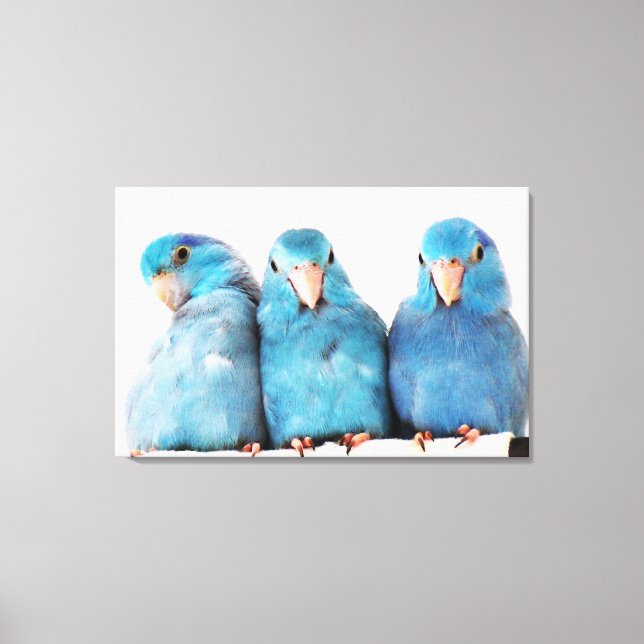 Tre delar av Pacific Blue Parrotlets Canvas Art (Framsida)