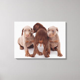 Tre Doberman pinscher-valpar Canvastryck