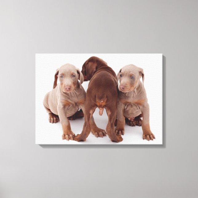 Tre Doberman pinscher-valpar Canvastryck (Framsida)