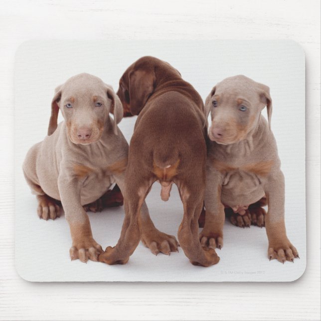 Tre Doberman pinscher-valpar Musmatta (Framsidan)