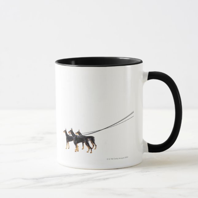 Tre Dobermans på koppel Mugg (Höger)