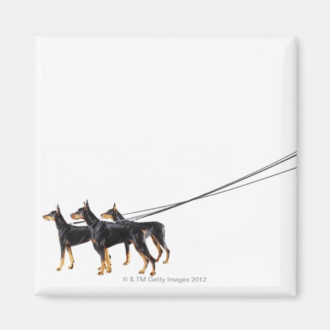 Tre Dobermans på utslag Magnet (Framsidan)
