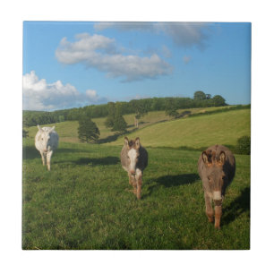 Tre Donkey i ett foto från Fält Kakelplatta