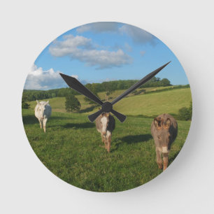 Tre Donkey i ett foto från Fält Rund Klocka