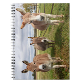 Tre Donkey's Anteckningsbok Med Spiral