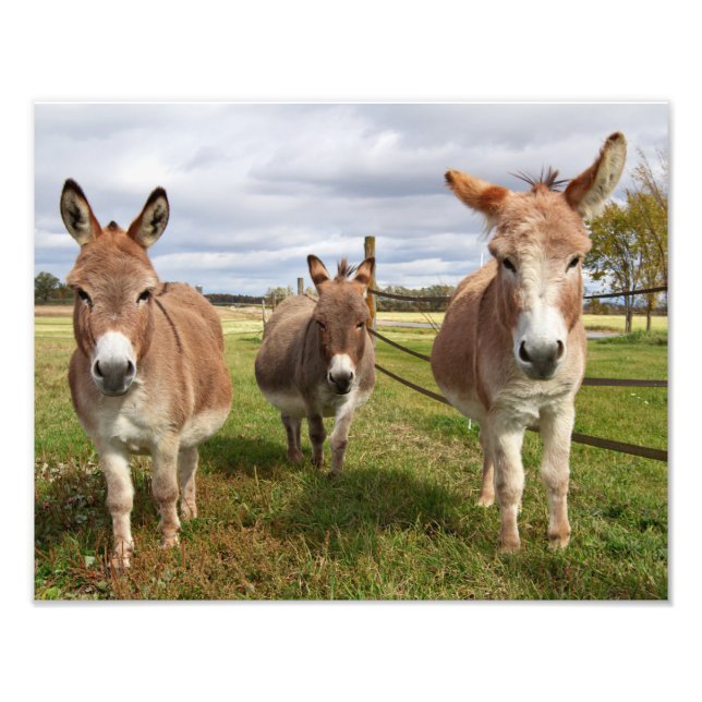 Tre Donkey's Fototryck (Framsidan)