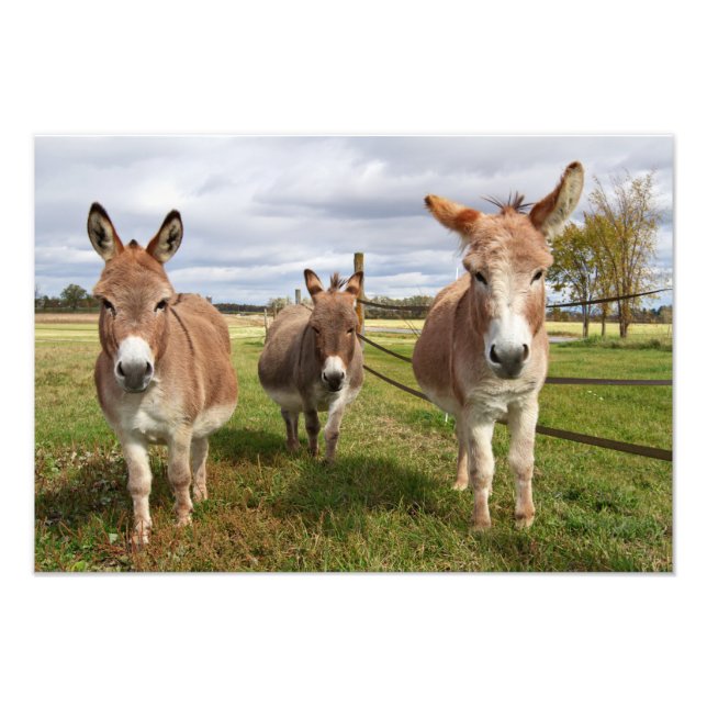 Tre Donkey's Fototryck (Framsidan)