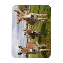 Tre Donkey's Magnet
