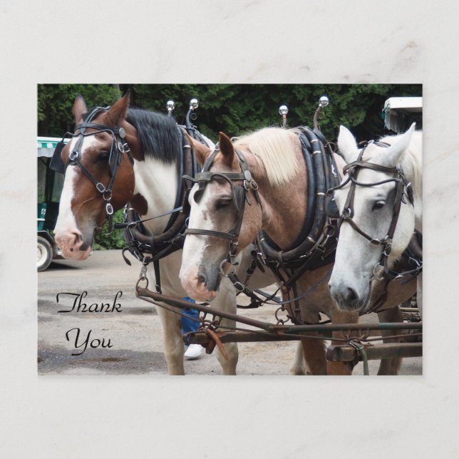 Tre Draft Horse Tack Vykort (Framsida)