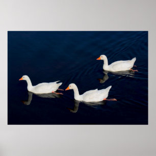 Tre Emden Geese Poster