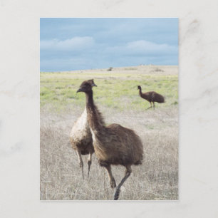 tre emu vykort