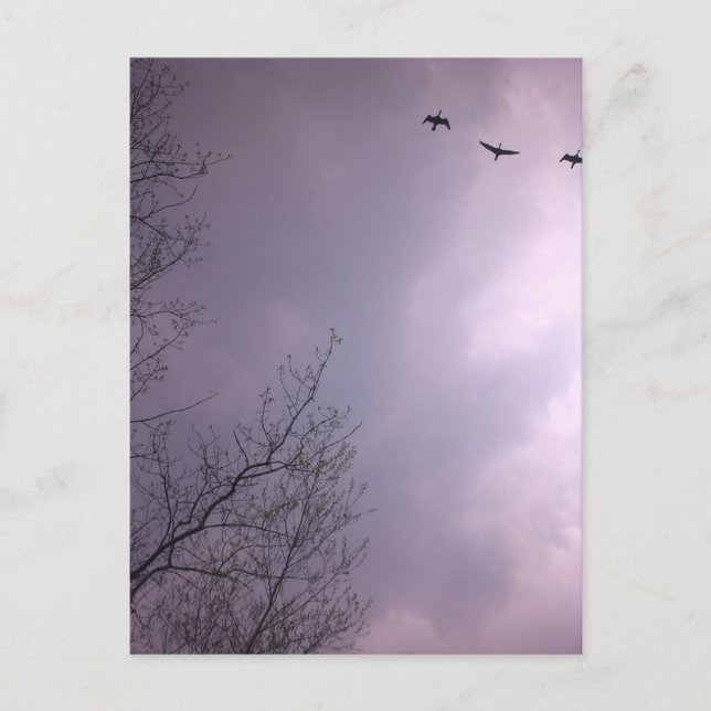 Tre fåglar flyger så högt vykort (Framsida)