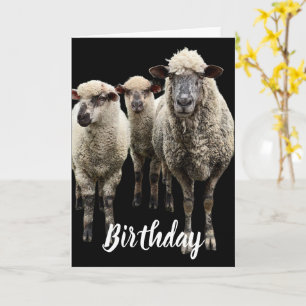 TRE FÅRFOTO PÅ BLACK BIRTHDAY GREETING CARD KORT
