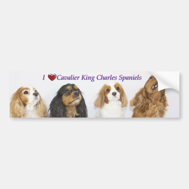 Tre färger av Cavalier King Charles Spaniel Bildekal (Framsidan)