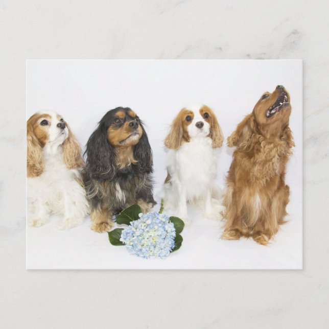Tre färger av Cavalier King Charles Spaniel Vykort (Framsida)