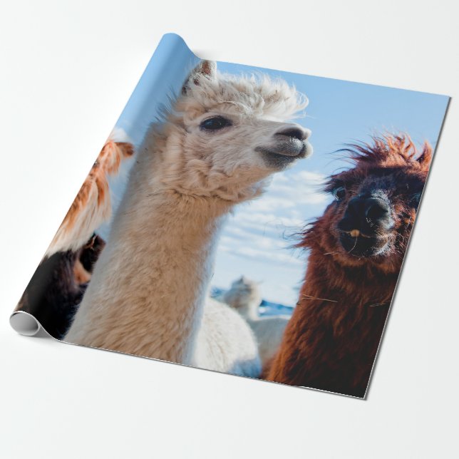 Tre finare Alpacas Presentpapper (Utrullad)